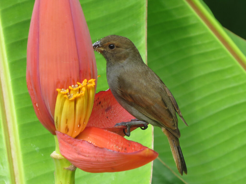 Lesser Antillean Bullfinch female, feeding habits, eats