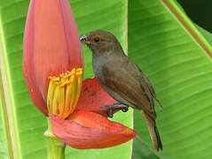 Lesser Antillean Bullfinch