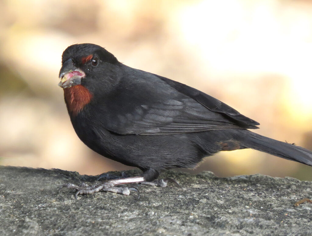 Lesser Antillean Bullfinch male, eats