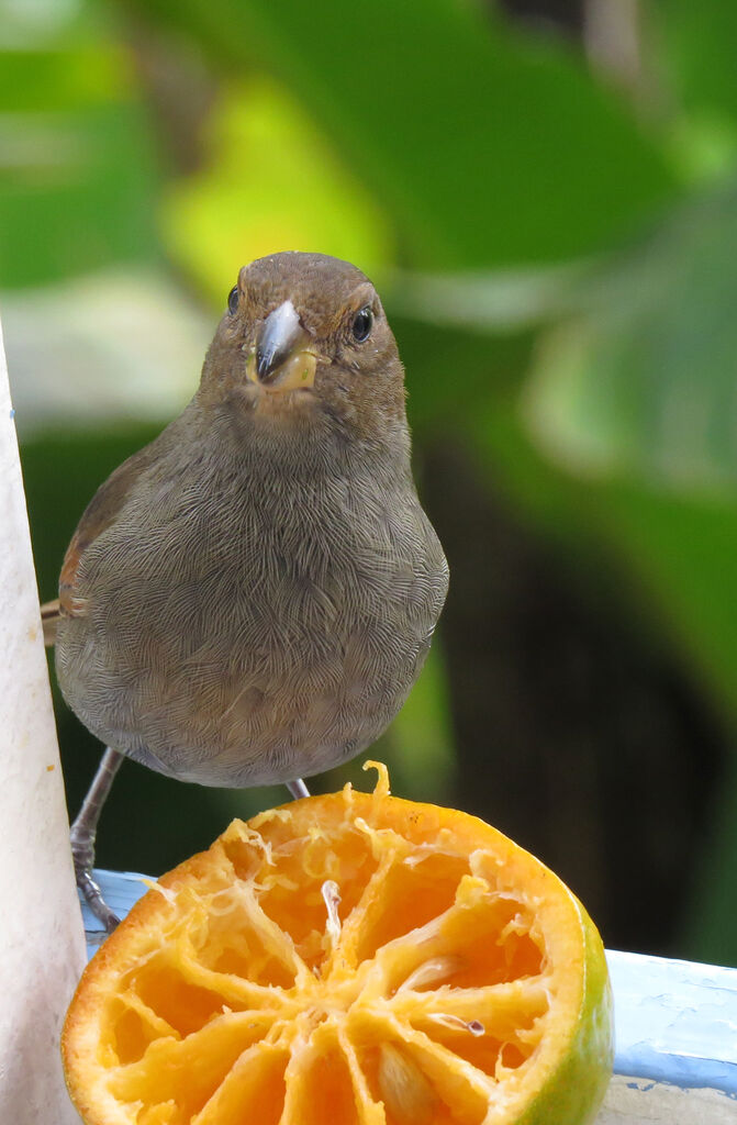 Lesser Antillean Bullfinch