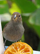 Lesser Antillean Bullfinch