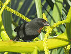 Sporophile rougegorge