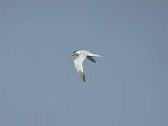 West African Crested Tern