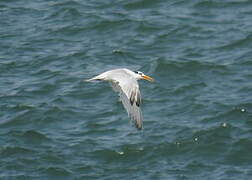 West African Crested Tern