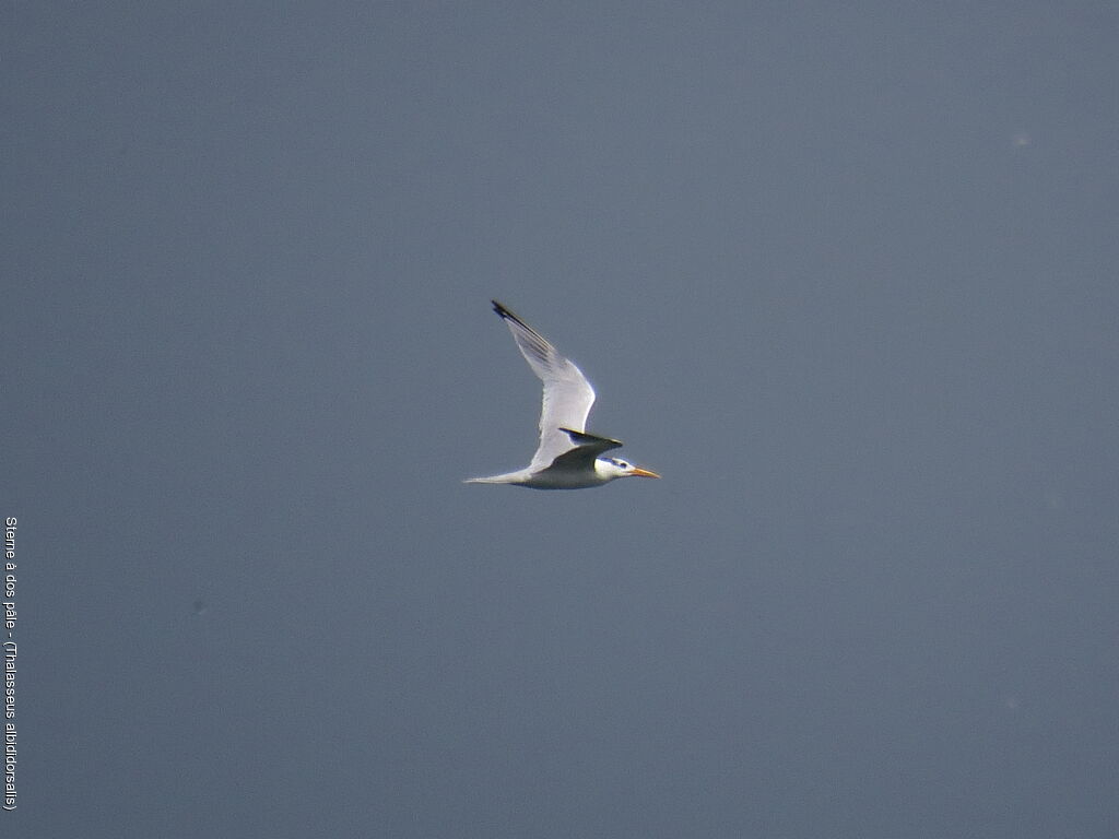 West African Crested Tern