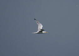 West African Crested Tern