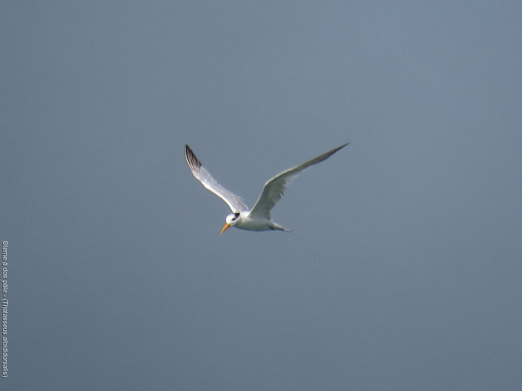 West African Crested Tern