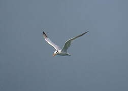 West African Crested Tern