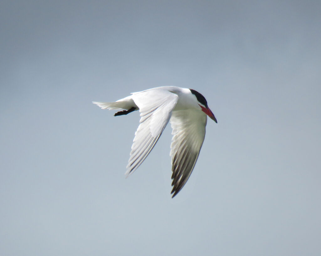 Caspian Tern