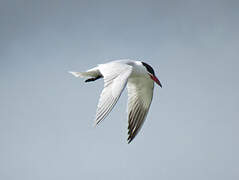 Caspian Tern