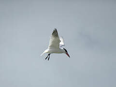 Caspian Tern