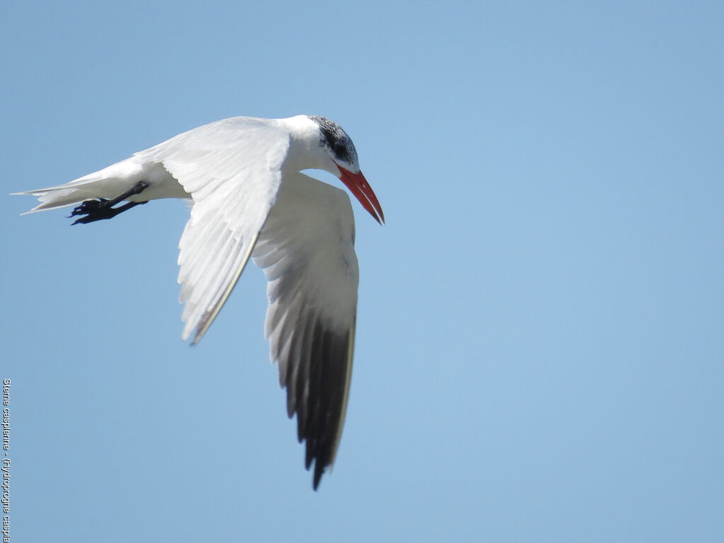 Caspian Tern