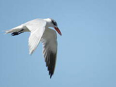 Caspian Tern