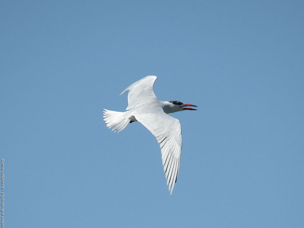 Caspian Tern