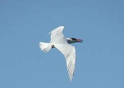 Caspian Tern