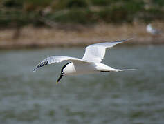 Sandwich Tern