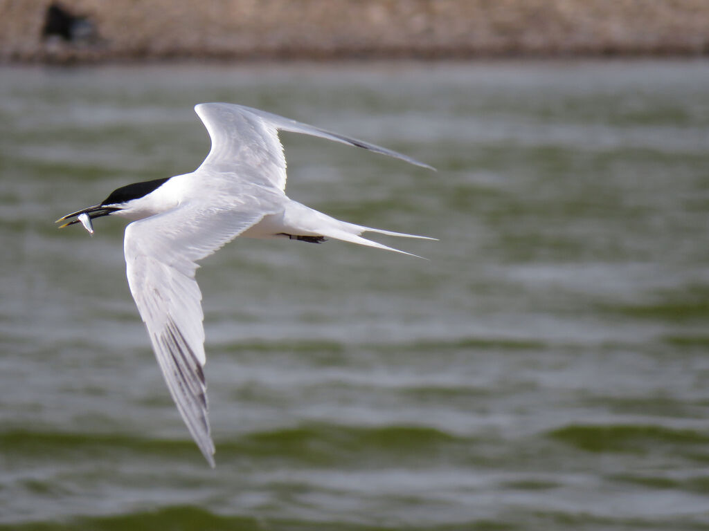 Sandwich Tern