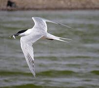 Sandwich Tern