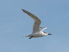 Sandwich Tern