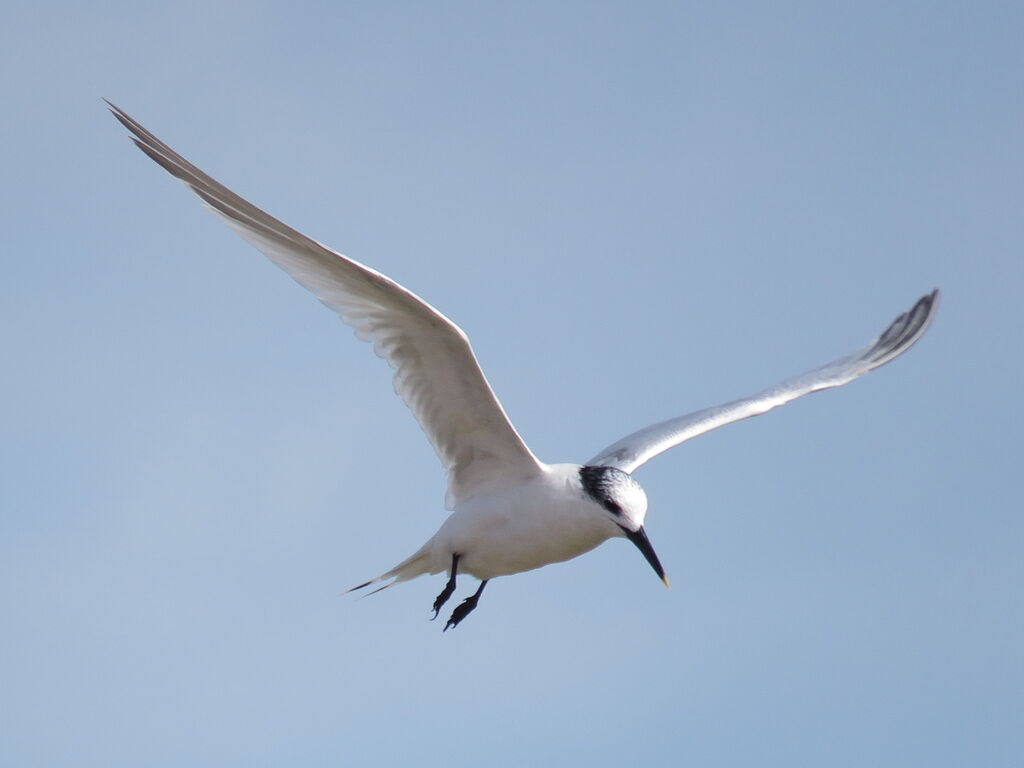 Sandwich Tern