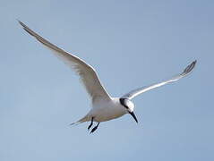 Sandwich Tern