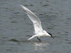 Sandwich Tern