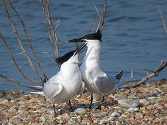 Sandwich Tern