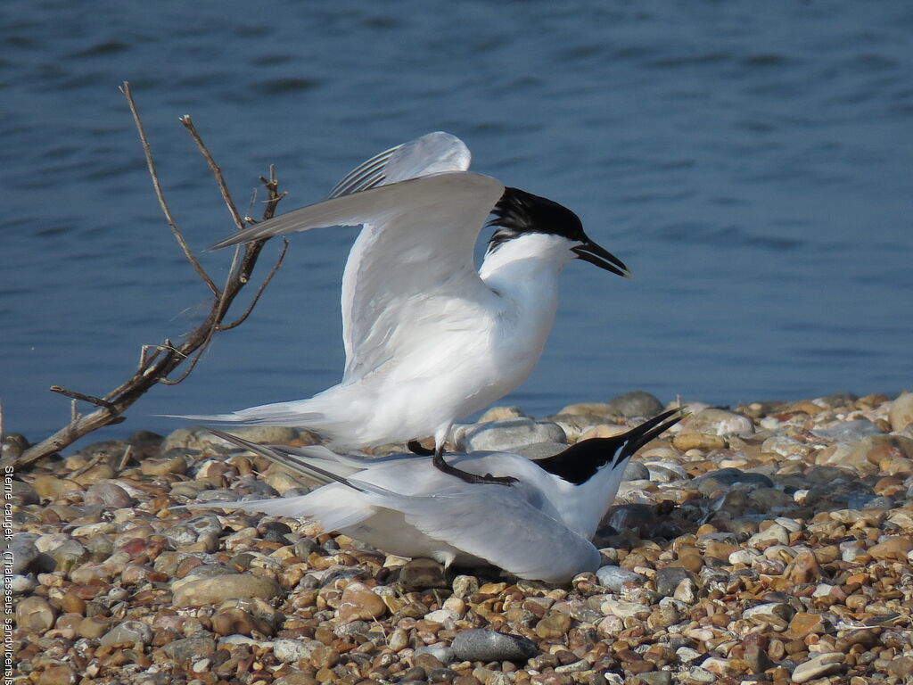 Sterne caugekadulte