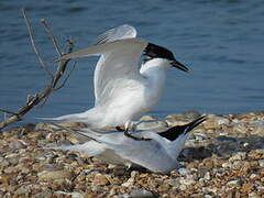 Sandwich Tern