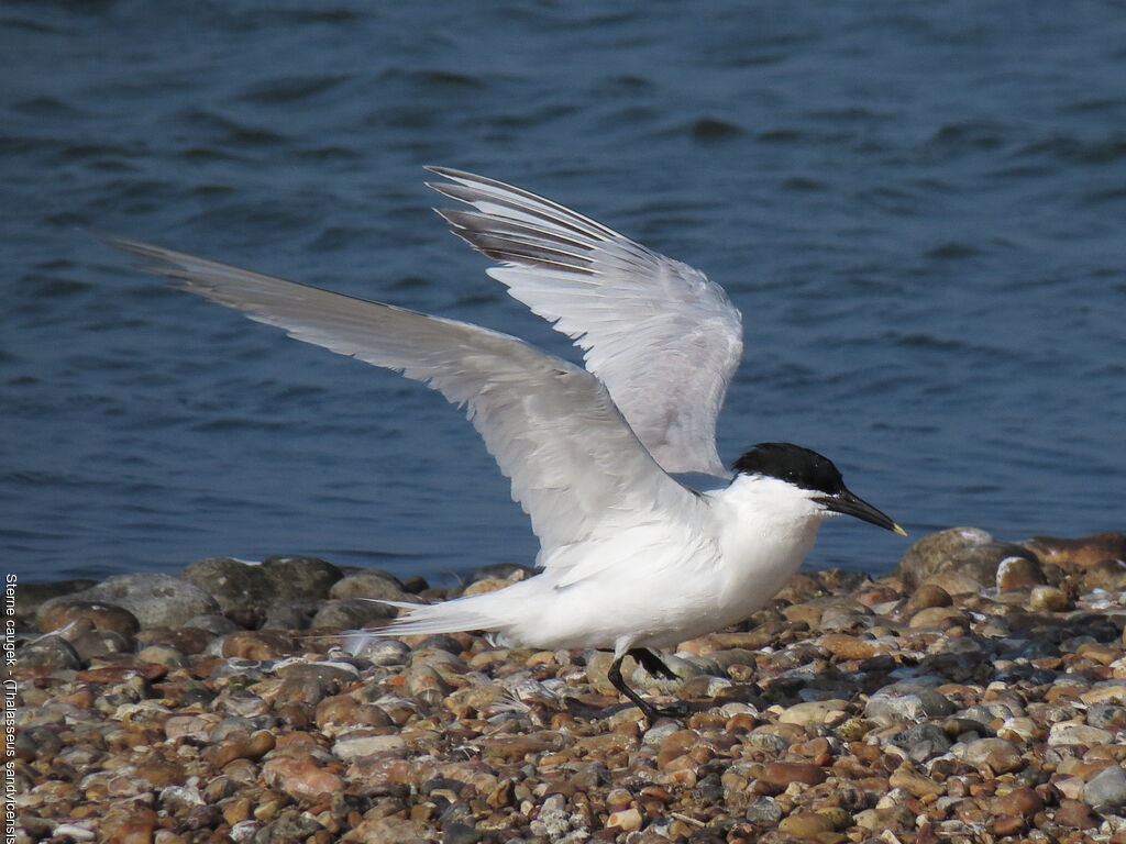 Sandwich Tern