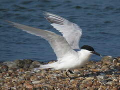 Sandwich Tern