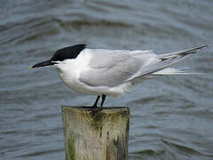 Sandwich Tern