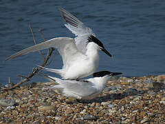 Sandwich Tern