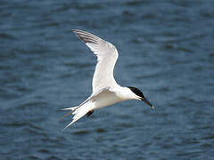 Sandwich Tern