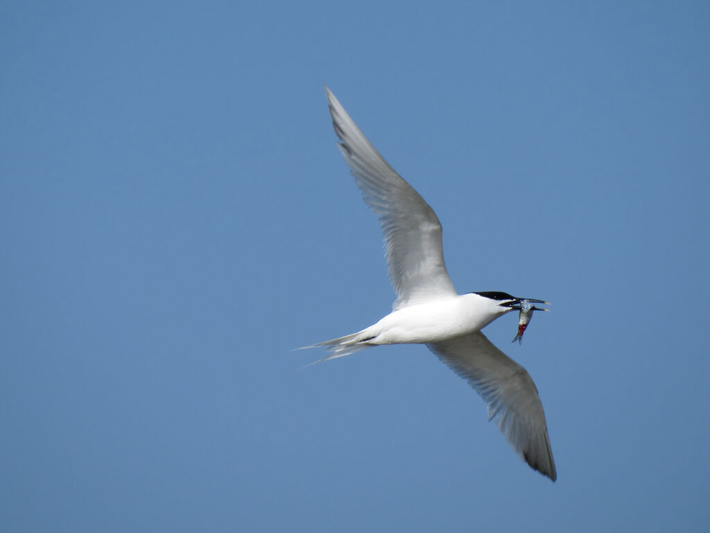 Sandwich Tern