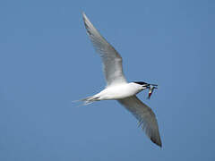 Sandwich Tern