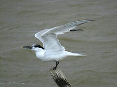 Sandwich Tern