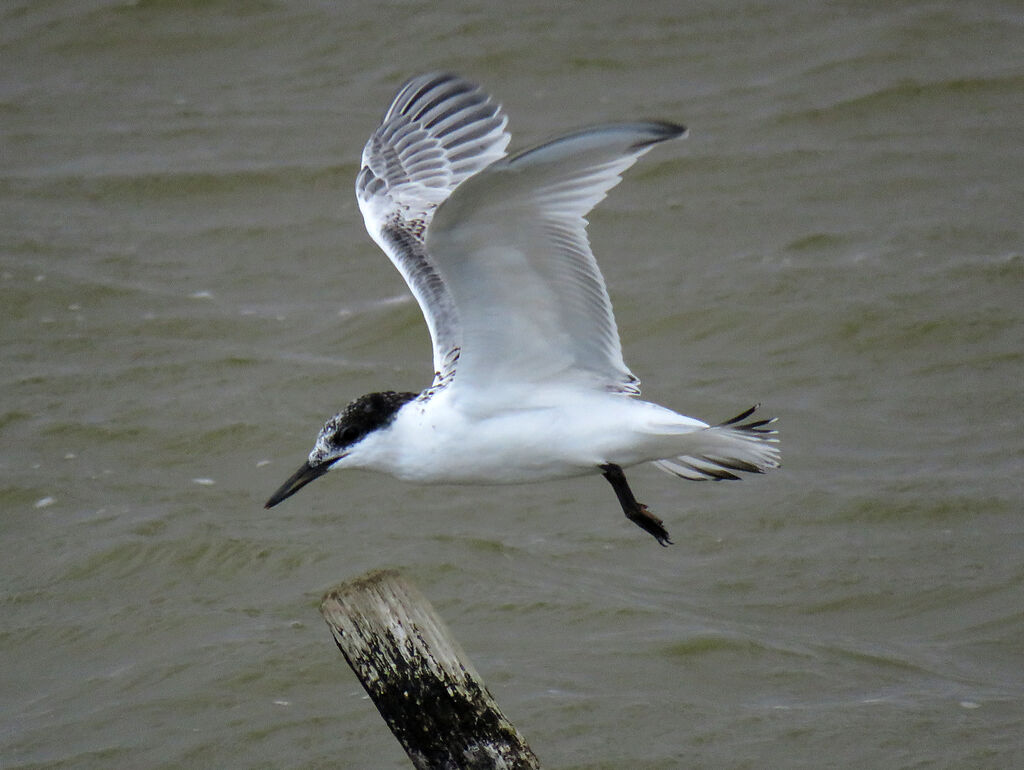 Sandwich Tern