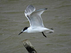 Sandwich Tern