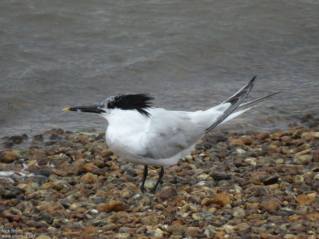 Sandwich Ternadult, identification