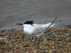 Sandwich Tern