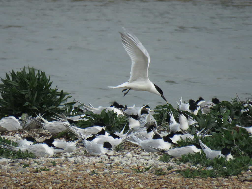 Sandwich Tern, colonial reprod.