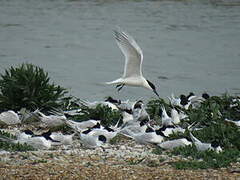 Sandwich Tern