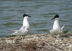 Sandwich Tern