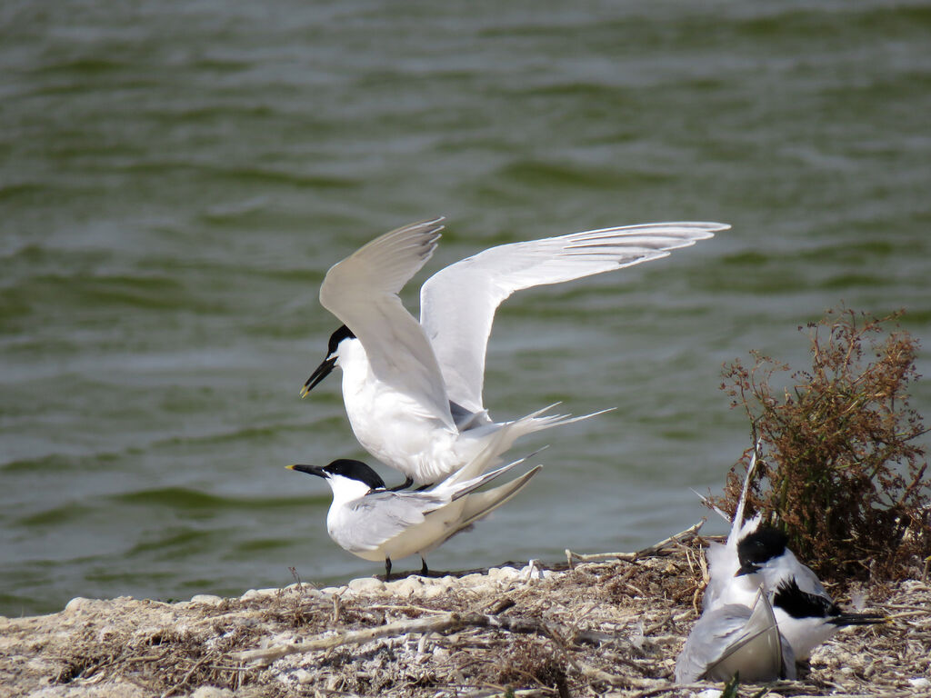 Sandwich Tern