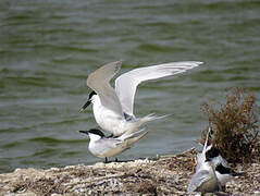 Sandwich Tern