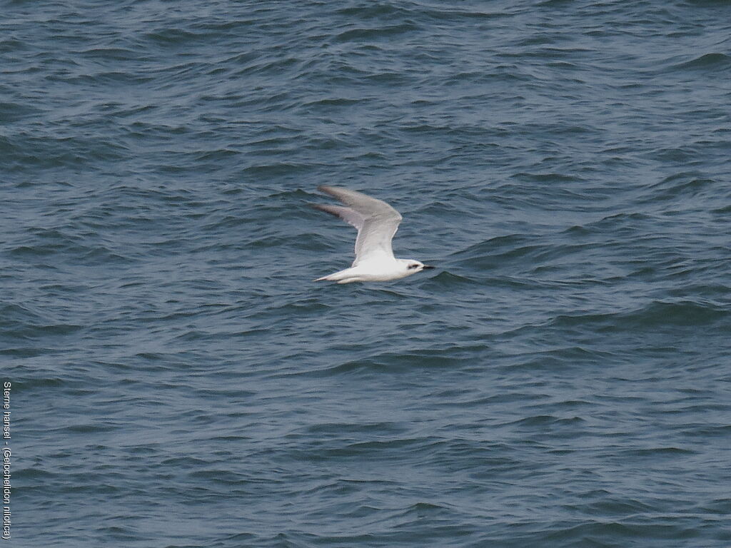 Gull-billed Tern