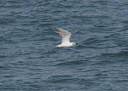 Gull-billed Tern