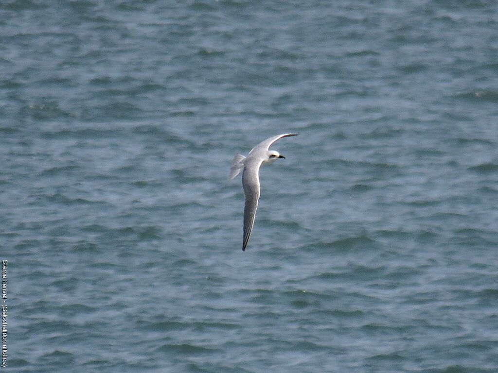 Gull-billed Tern