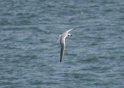 Gull-billed Tern